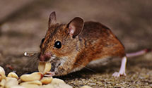 24 Hour & Emergency Exterminators in Thompson, ND